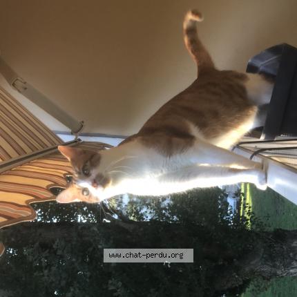 Photo 1/1 Tequila Chat lost in Lyon