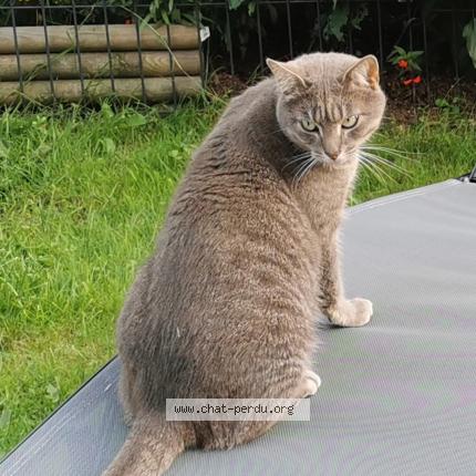 Photo 1/1 Pirate Chat lost in Lanester