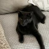 Picture of cat lost at Noisy Le Grand