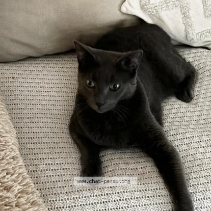 Photo 1/1 Soho Chat lost in Noisy le grand