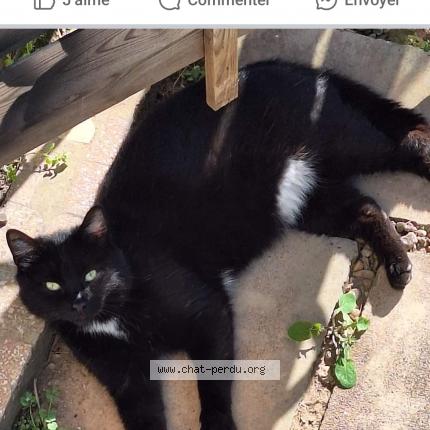 Photo 1/1 Reunited cat Found in Nimes