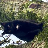 Picture of cat lost at Dangers