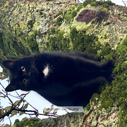 Photo 1/1 Pitchoune Chat lost in Dangers