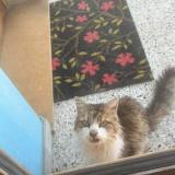 Picture of cat found at Brignais