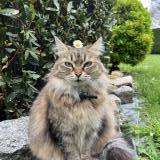 Picture of cat lost at Ecommoy