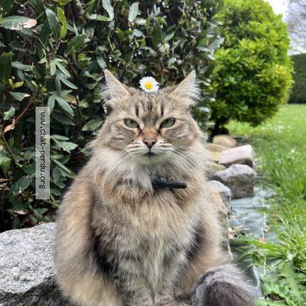 Photo 1/1 Mimie Chat lost in Ecommoy