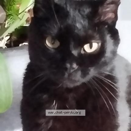 Photo 1/1 Cecile Thomas Chat lost in Montlucon