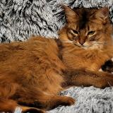 Picture of cat lost at Fenouillet