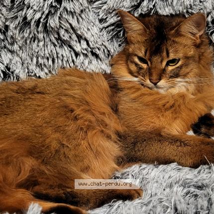 Photo 1/1 Tsuki Miens-Allemand Chat lost in Fenouillet