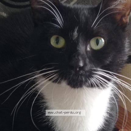 Foto 1/1 Kat teruggevonden Vermist in Dampremy