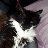 Picture of cat lost at Cagnes Sur Mer