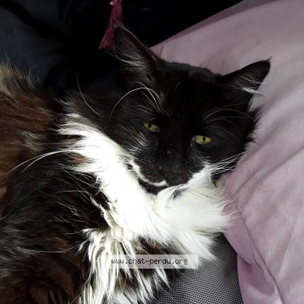 Photo 1/1 JOBY Chat lost in Cagnes sur mer