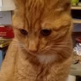 Picture of cat lost at Saint Nicolas De Bourgueil