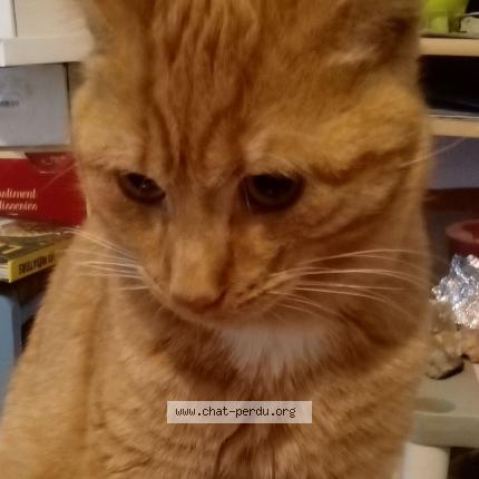 Photo 1/1 Foxy Chat lost in Saint nicolas de bourgueil