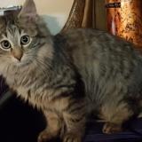 Picture of cat lost at Aulnay Sous Bois