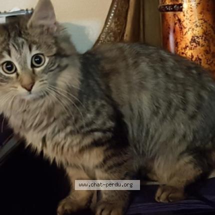 Photo 1/1 peluche Chat lost in Aulnay sous bois