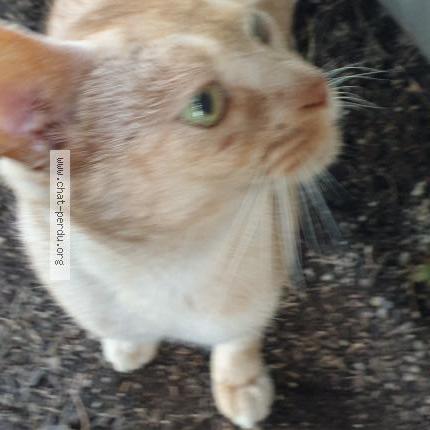 Photo 1/4 Reunited cat Found in Orange