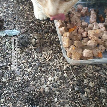 Photo 2/4 Reunited cat Found in Orange