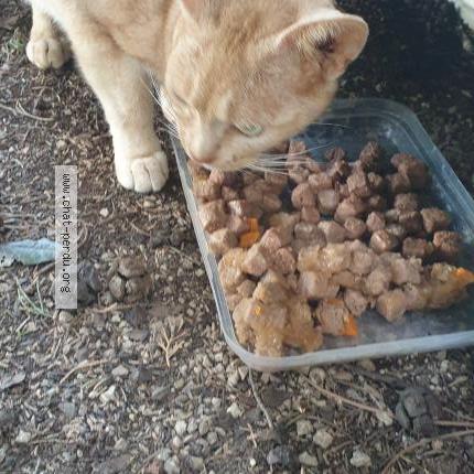 Photo 3/4 Reunited cat Found in Orange