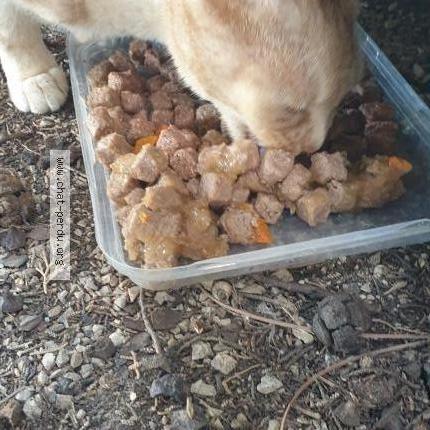 Photo 4/4 Reunited cat Found in Orange