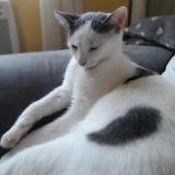 Picture of cat lost at Lignieres En Vimeu