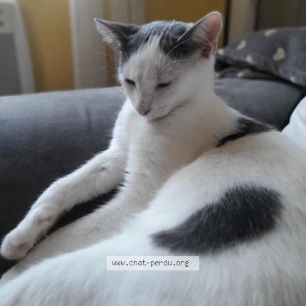 Photo 1/1 Plume Chat lost in Lignieres en vimeu