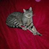 Picture of cat lost at Cambrai