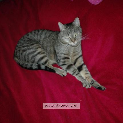 Photo 1/1 Pop corn Chat lost in Cambrai