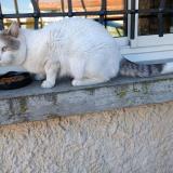 Picture of cat lost at Carpentras