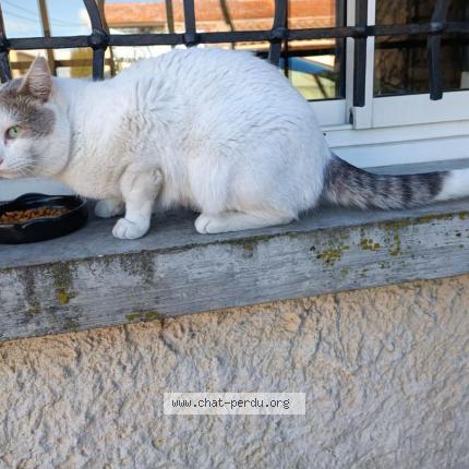 Photo 1/1 Cat reunited Lost in Carpentras