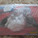 Picture of cat lost at Carpentras