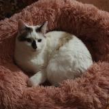 Picture of cat lost at Castelnaudary