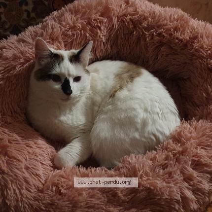 Photo 1/1 Shaya Chat lost in Castelnaudary