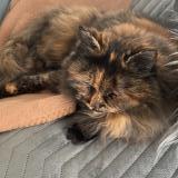 Picture of cat lost at Orleans