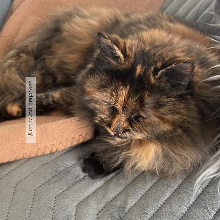 Photo 1/1 Ishah Chat lost in Orleans