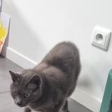 Picture of cat lost at Saint Maur Des Fosses