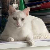 Picture of cat lost at Cherisy