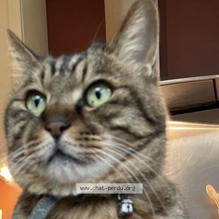 Foto 2/2 Kat teruggevonden Vermist in Bruxelles