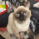 Picture of cat lost at La Chapelle Saint Remy