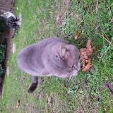 Picture of cat lost at Angervilliers