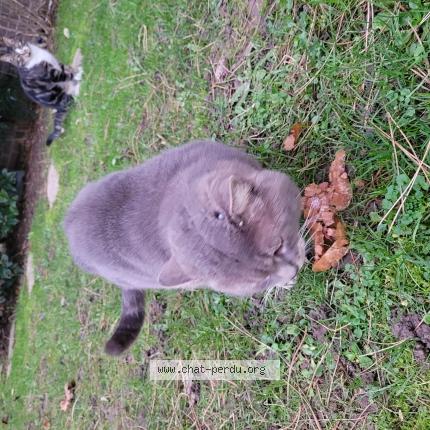 Photo 1/1 Grisou Chat lost in Angervilliers