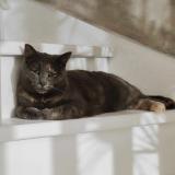 Picture of cat lost at Fleurbaix