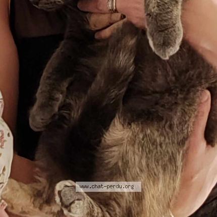 Photo 2/3 sally Chat lost in Fleurbaix