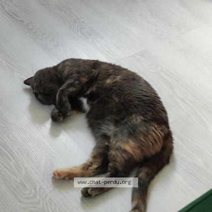 Photo 3/3 sally Chat lost in Fleurbaix