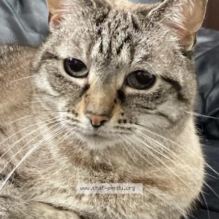 Foto 1/1 Kat teruggevonden Vermist in Soignies