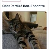 Picture of cat lost at Bon Encontre