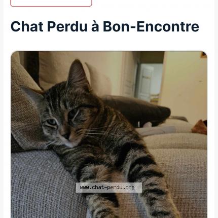 Photo 1/1 Thor Chat lost in Bon encontre