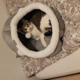 Picture of cat lost at Sartrouville