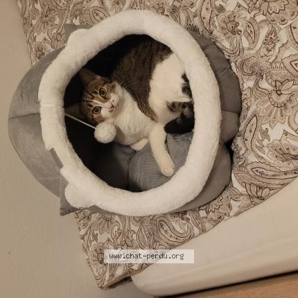 Photo 1/1 Cookie Chat lost in Sartrouville