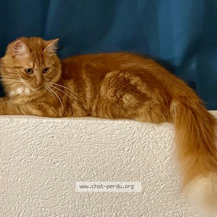 Photo 1/1 Mandarine Chat lost in Champigny sur marne